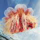 Illustration for article titled These jellyfish photos are some of the most gorgeous underwater images weve seen in ages